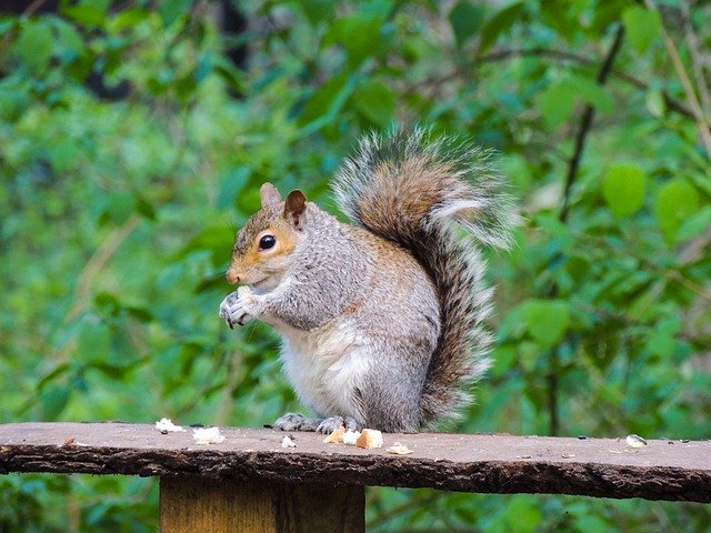 Free download Squirrel Rufford Park Nature -  free photo or picture to be edited with GIMP online image editor