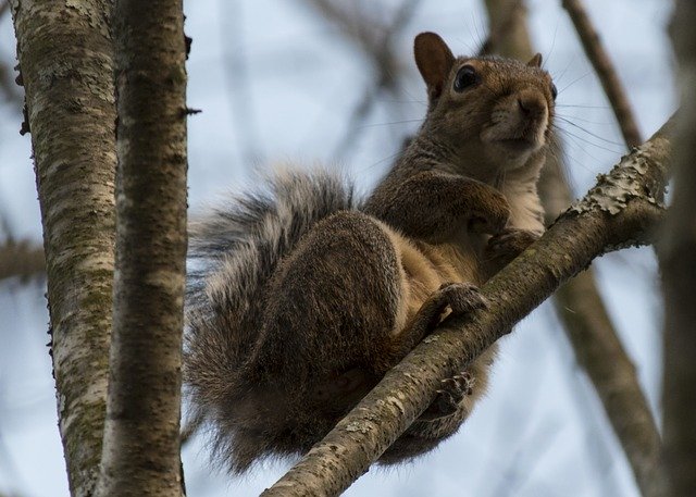 Free download Squirrel Tree Animal -  free photo or picture to be edited with GIMP online image editor