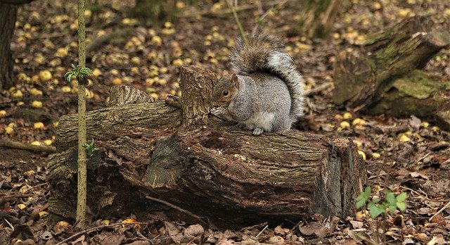 Free download Squirrel Trees Nature -  free photo or picture to be edited with GIMP online image editor