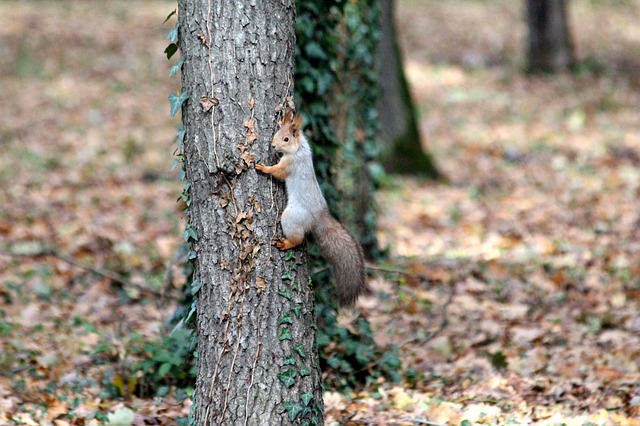 Kostenloser Download Eichhörnchenstamm Naturbaum kostenloses Bild, das mit dem kostenlosen Online-Bildeditor GIMP bearbeitet werden kann