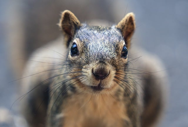 Free download squirrel whiskers animal backyard free picture to be edited with GIMP free online image editor