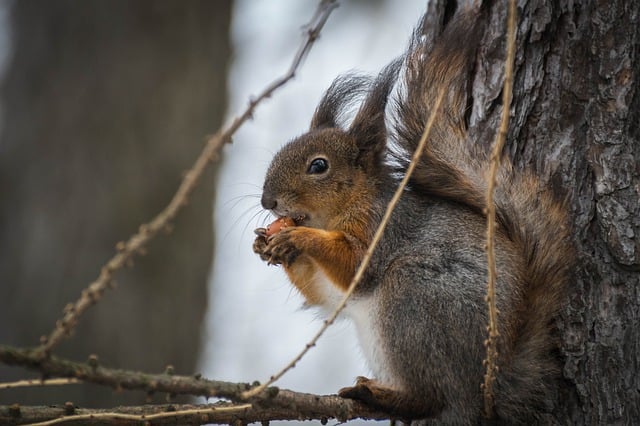 Free download squirrel wildlife animal nuts free picture to be edited with GIMP free online image editor