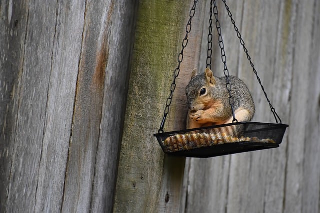 Free download squirrel wildlife feeding nature free picture to be edited with GIMP free online image editor