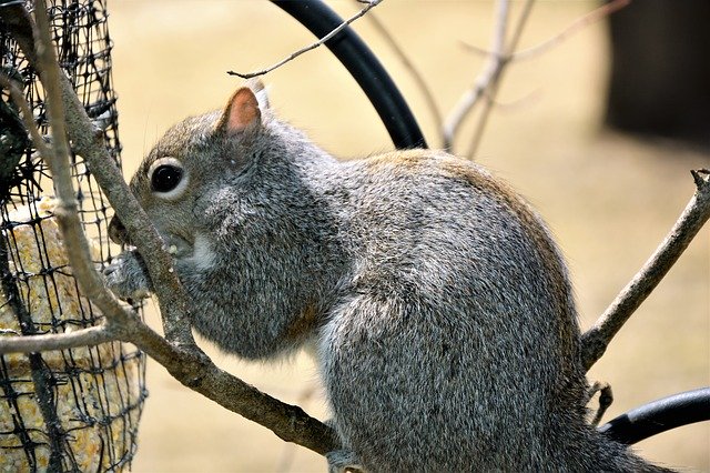 Free download Squirrel Young Furry -  free photo or picture to be edited with GIMP online image editor