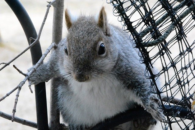 Free download Squirrel Young Perched -  free photo or picture to be edited with GIMP online image editor