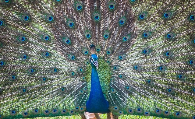 Free download Sri Lanka Ceylon Peacock Wild -  free photo or picture to be edited with GIMP online image editor