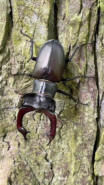 Free download stag beetle beetle insect nature free picture to be edited with GIMP free online image editor