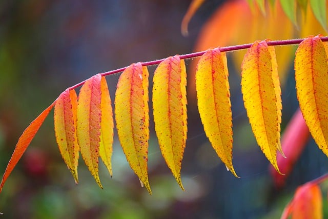 Free download staghorn sumac vinegar tree leaves free picture to be edited with GIMP free online image editor