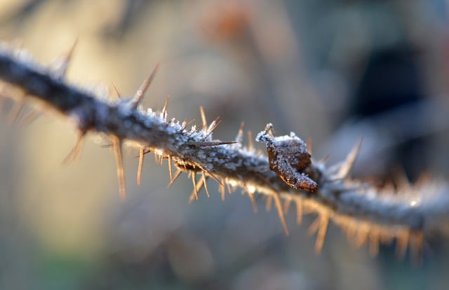 Free download stalk spur pointed prickly thorns free picture to be edited with GIMP free online image editor