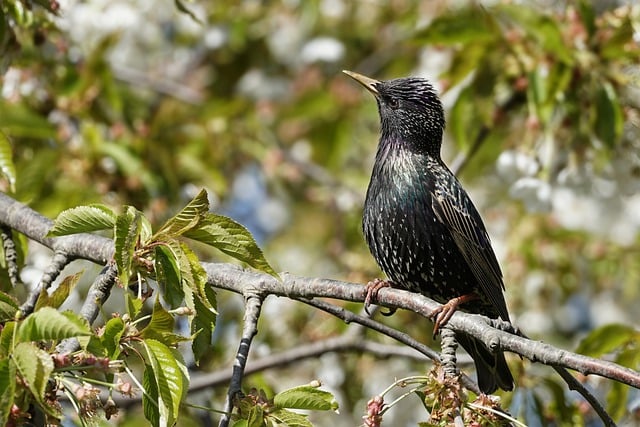 Free download star bird animal nature plumage free picture to be edited with GIMP free online image editor