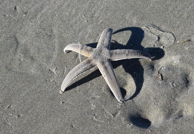 Free download Starfish Beach -  free photo or picture to be edited with GIMP online image editor