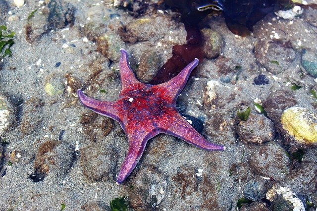 Free download Starfish Red Sea -  free photo or picture to be edited with GIMP online image editor