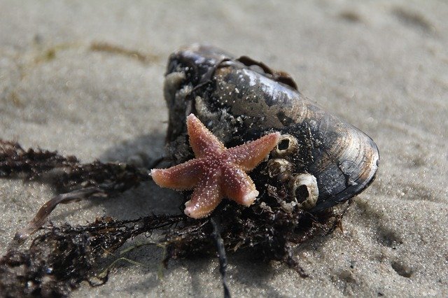 Free download Starfish Shell Tang -  free photo or picture to be edited with GIMP online image editor