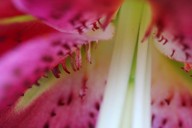 Free download Stargazer Lily Garden -  free photo or picture to be edited with GIMP online image editor