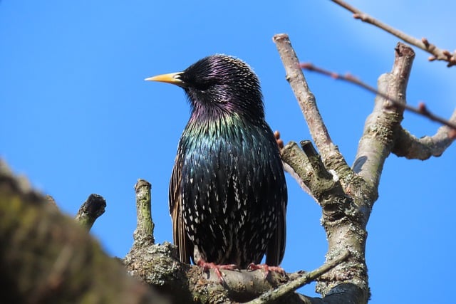 Free download starling bird animal free picture to be edited with GIMP free online image editor