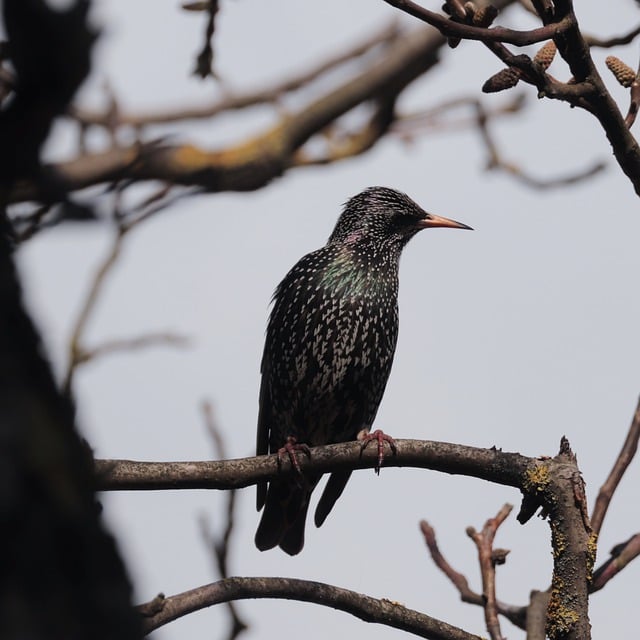 Free download starling bird animal nature free picture to be edited with GIMP free online image editor