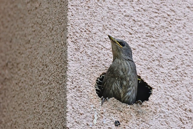 Free download starling bird insulation nest free picture to be edited with GIMP free online image editor