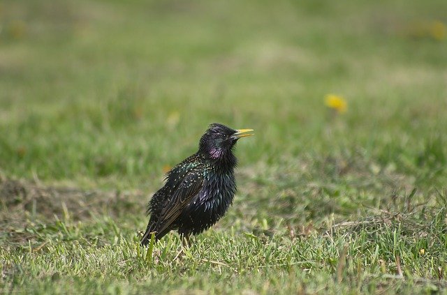 免费下载 Starling Bird Nature - 使用 GIMP 在线图像编辑器编辑的免费照片或图片