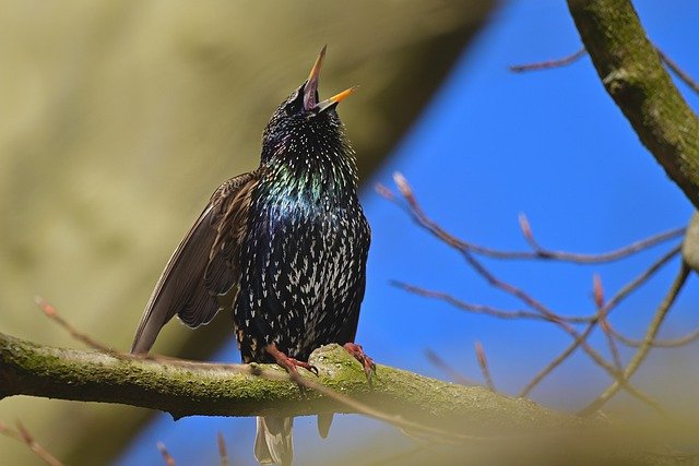 Free download starling bird perched animal free picture to be edited with GIMP free online image editor