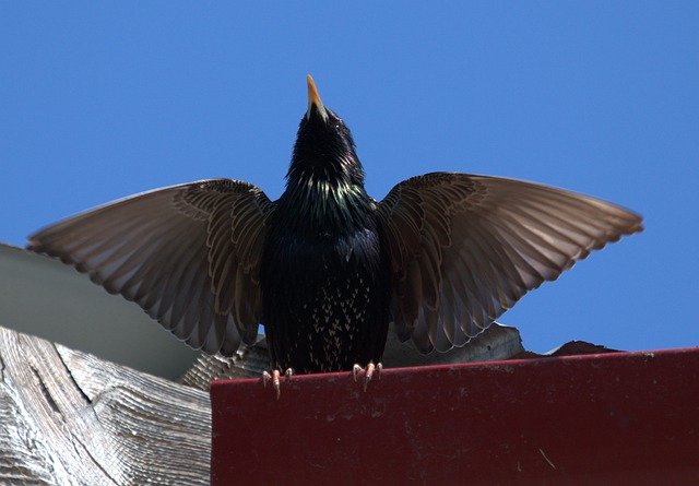 Free download Starling Birds Wings -  free photo or picture to be edited with GIMP online image editor