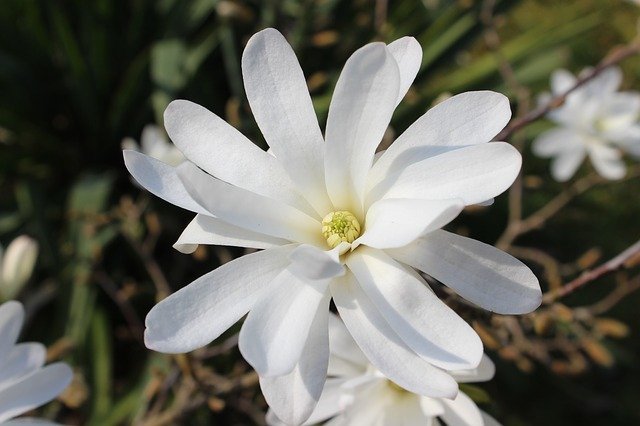 Free download Star Magnolia White -  free photo or picture to be edited with GIMP online image editor