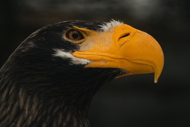 Free download steller s sea eagle pacific sea eagle free picture to be edited with GIMP free online image editor