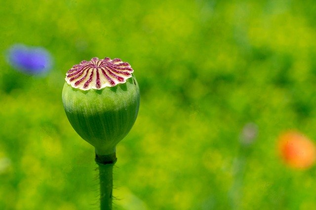 免费下载 Stem Bloom Plant - 可使用 GIMP 在线图像编辑器编辑的免费照片或图片