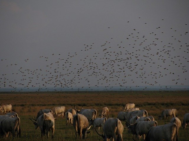 Free download Steppe Cattle Pasture Flock Of -  free photo or picture to be edited with GIMP online image editor