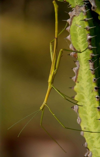 Free download Stick Insect Green Wild -  free photo or picture to be edited with GIMP online image editor