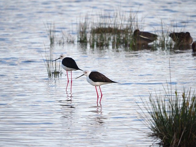 Free download Stilt Birds Mallorca -  free photo or picture to be edited with GIMP online image editor