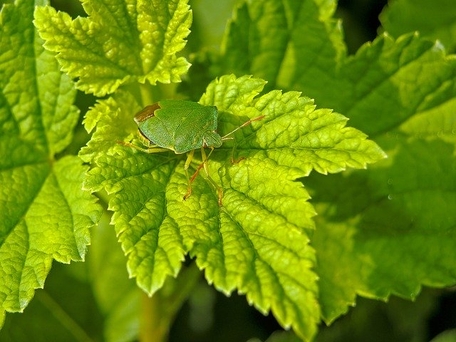 Free download Stink Bug Green Close Up -  free photo or picture to be edited with GIMP online image editor