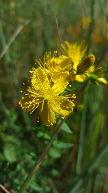 Free download St JohnS Wort Hypercium Wild -  free photo or picture to be edited with GIMP online image editor