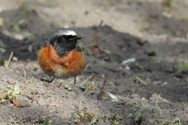 Free download Stonechat Bird Songbird -  free photo or picture to be edited with GIMP online image editor