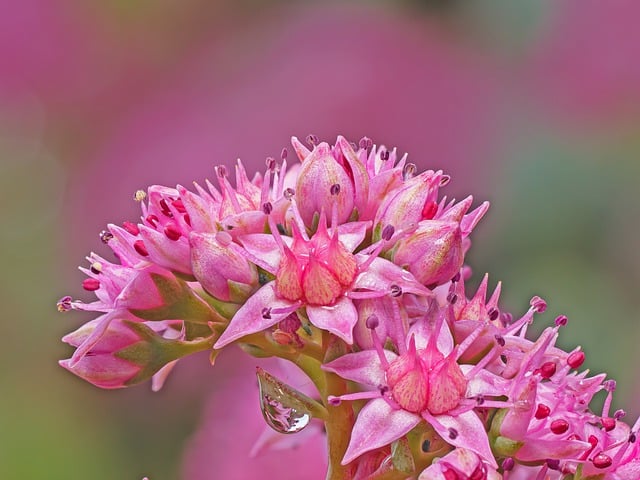 Free download stonecrop blossom bloom flower free picture to be edited with GIMP free online image editor