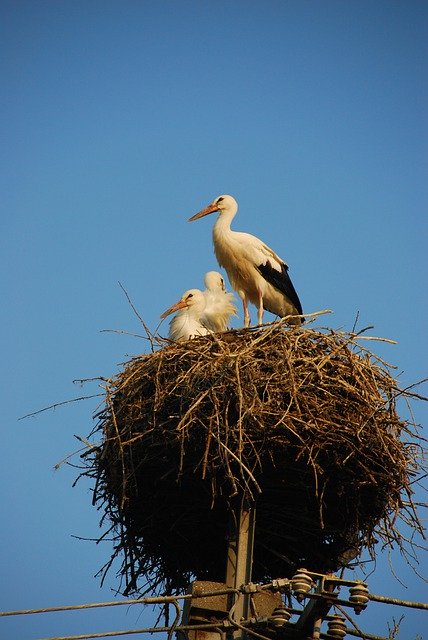 Téléchargement gratuit Storchennest Stork Rattle - photo ou image gratuite à éditer avec l'éditeur d'images en ligne GIMP