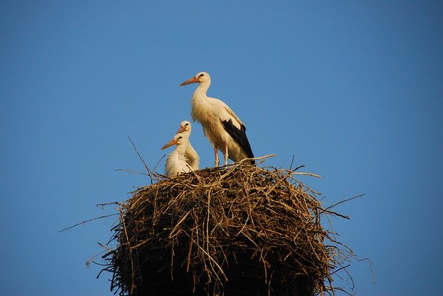 Free download Storchennest Storks Stork Rattle -  free photo or picture to be edited with GIMP online image editor