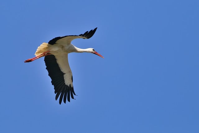 Free download stork bird animal nature free picture to be edited with GIMP free online image editor