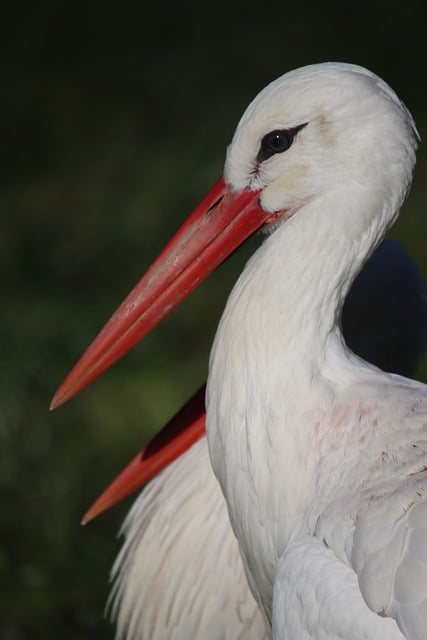 Free download stork bird animal wading bird free picture to be edited with GIMP free online image editor