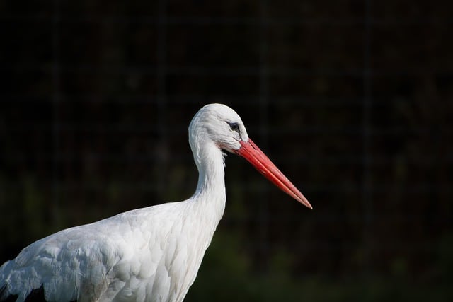 Free download stork bird ciconia ciconia free picture to be edited with GIMP free online image editor