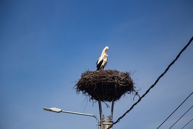 Free download Stork Bird Migratory -  free photo or picture to be edited with GIMP online image editor