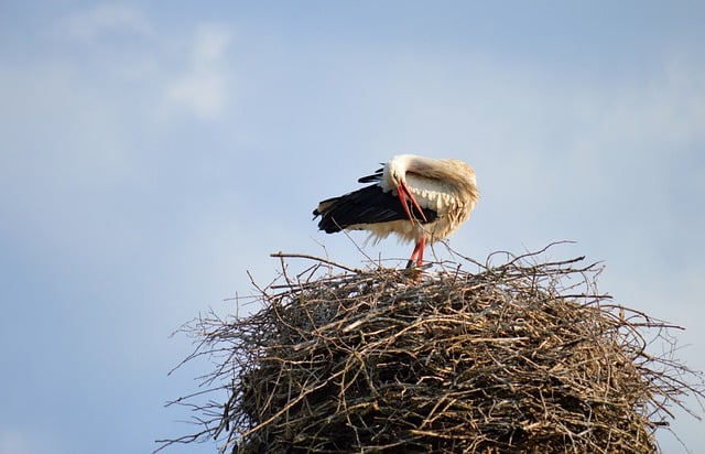 Free download stork bird nest stork nest free picture to be edited with GIMP free online image editor