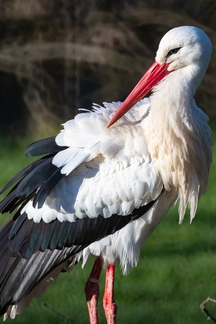 Free download Stork Bird Park -  free photo or picture to be edited with GIMP online image editor