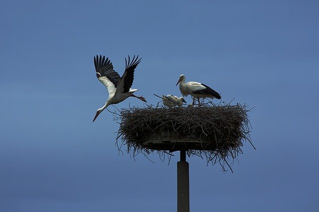 Free download Stork Bird Wing -  free photo or picture to be edited with GIMP online image editor