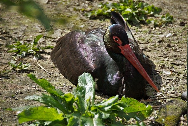 Free download Stork Black Bird -  free photo or picture to be edited with GIMP online image editor