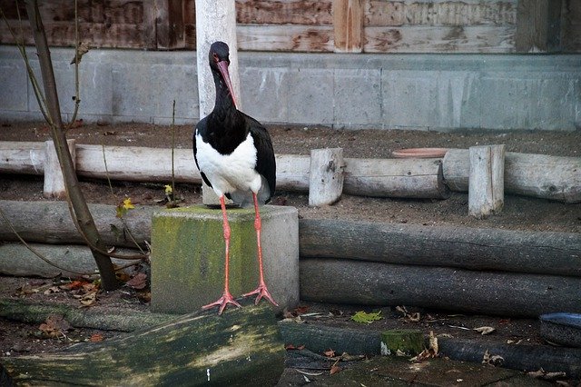 Free download Stork Black Captivity -  free free photo or picture to be edited with GIMP online image editor