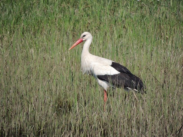 Free download Stork Meadow Bird -  free photo or picture to be edited with GIMP online image editor