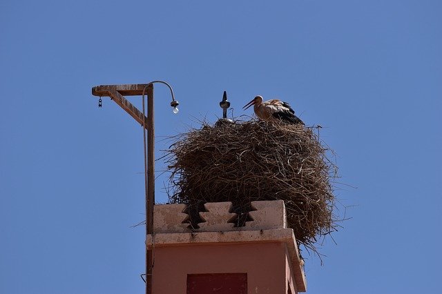 Free download Stork Nature Nest -  free photo or picture to be edited with GIMP online image editor