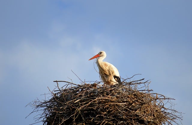 Free download stork nest bird stork nest free picture to be edited with GIMP free online image editor