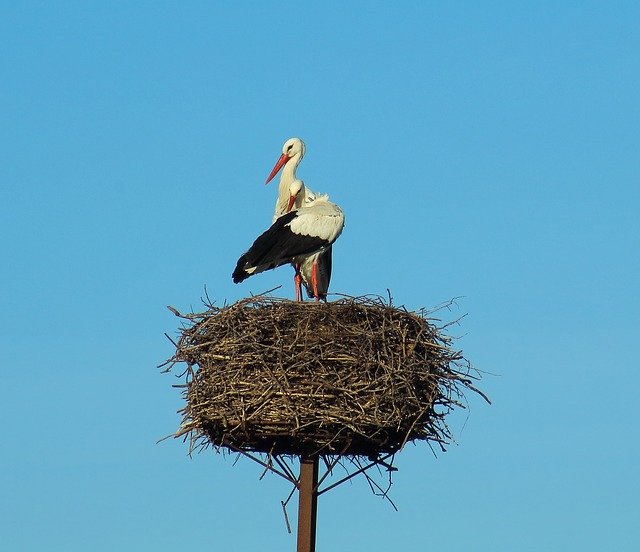 Free download Stork Nest Nature -  free photo or picture to be edited with GIMP online image editor