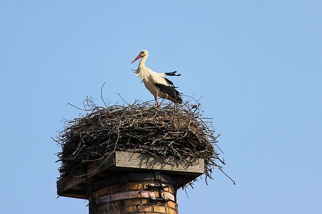 Free download Stork Nest Plumage -  free photo or picture to be edited with GIMP online image editor